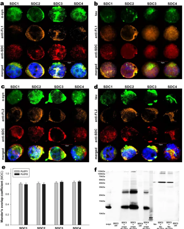 Figure 2.  Colocalization of  α−syn and tau fibrils with SDCs and flotillins. SDC transfectants, treated with  fluorescently labeled α−syn or tau fibrils (at a concentration of 5 µM monomer equivalent) for 3 h at 37 °C,  were permeabilized and treated with