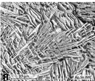 Figure 9: SEM micrographs of the SACMn01 samples solidified with 2.5 K/s 