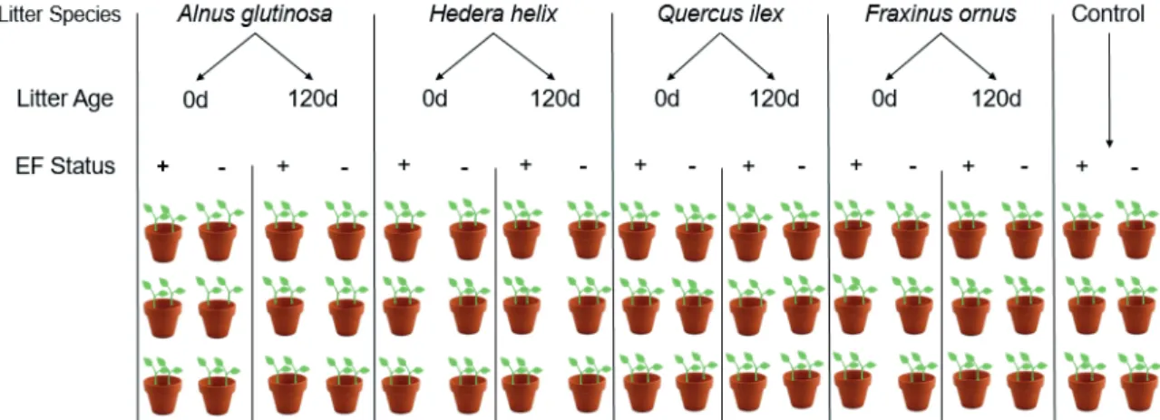 Figure 1. Schematic view of the experimental design: 3 replicates were made of each endophytic status, 4 507  litter species were tested (Alnus glutinosa,  Hedera helix,  Quercus ilex and  Fraxinus ornus) at two 508  different  ages  (0  d  as  undecompose