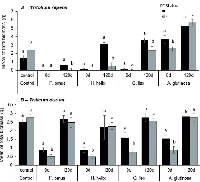 548  Figure 2. Mean of total biomass (g. plant -1 ) of Trifolium repens (A) and Triticum durum (B) in the presence 549  of four litter species: A