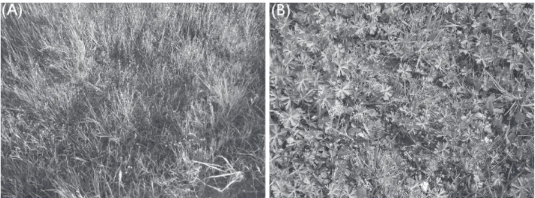 Figure 2.  Juncus compressus  (A)  and  Geranium dissectum  (B)  weed  hosts  of  YDVs  exhibiting  systemic  symptoms like mosaic, reddening, necrotic leaf spots