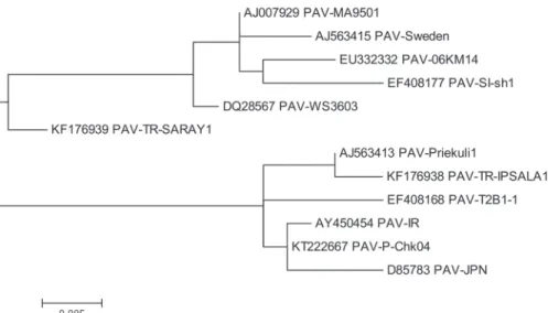 Figure 4. Constructed phylogenetic tree of BYDV-MAV based on partial nucleotide sequencing results of PCR  products