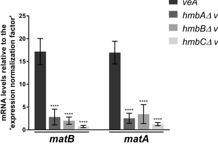 Fig 4. mRNA levels measured by qRT-PCR for MAT1-1 coding matB and MAT1-2 coding matA genes in veA + control and veA + hmbAΔ, hmbBΔ and hmbCΔ strains 96 h after the induction of sexual development