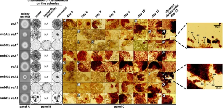 Fig 1. Documentation of sexual structures formed during the course of sexual development in control and hmbA, hmbB and hmbC deletion strains.