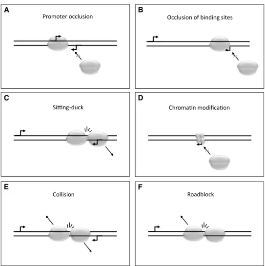 Fig. 1    Models of transcriptional  interference. Promoter  occlu-sion may occur if two promoters  are in the nigh vicinity of each  other and the assembly of a  transcriptional apparatus at one  promoter blocks the assembly at  the other one (a)