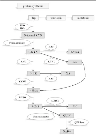 FIGURE 1 | The kynurenine pathway of tryptophan metabolism. Enzymes of the KP metabolise Trp into products possessing immune- and