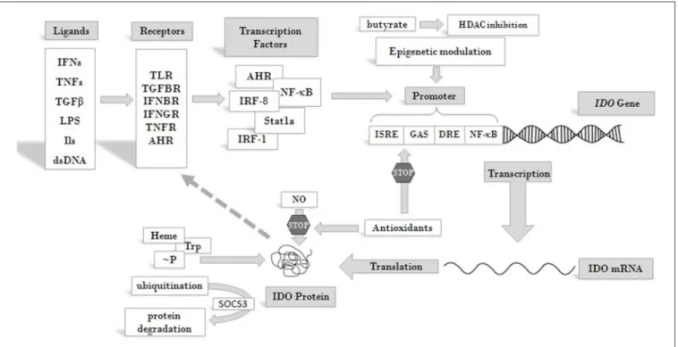 FIGURE 2 | Overview of pathways leading to IDO enzyme production and regulation. IDO activity is regulated at different levels