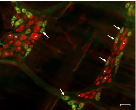 Figure  3.  Representative  fluorescent  micrograph  of  myenteric  neurons  from  the  duodenum  of  a  control rat after nNOS (green)-HuCD (red) double labelling