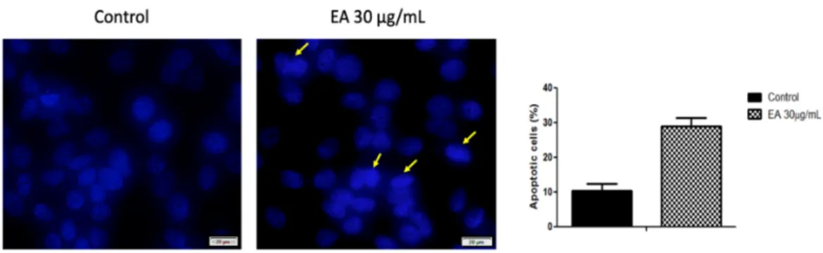 Figure 5. The effect of 30 µg/mL of EA on MCF-7 cells’ nuclei after 72 h. Morphological changes distinctive for apoptosis induction are marked with yellow arrows