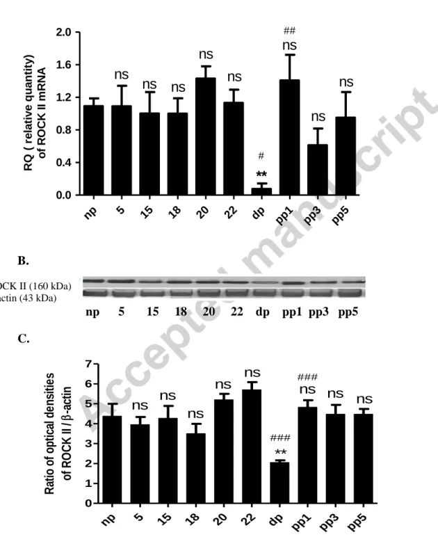 Figure 4.  The mRNA expression (A), a representative gel photo (B) and protein expression  (C) of ROCK II in non-pregnant rat cervix (np), on different days of pregnancy, during 