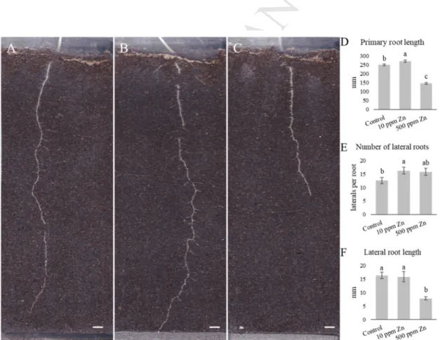 Fig. 2. (ABC) Representative images of the effect of Zn on the root system architecture of 10-10-356 