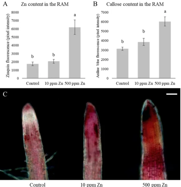 Fig. 3.  Zinc (A) and callose (B)  content in the root apical meristem of 10 days-old Brassica 384 