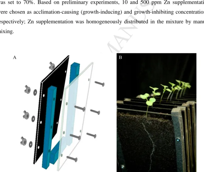 Fig.  1.  Rhizotron  design  (A)  and  growing  Brassica  napus  seedlings  in  soil-filled  rhizotrons 158 