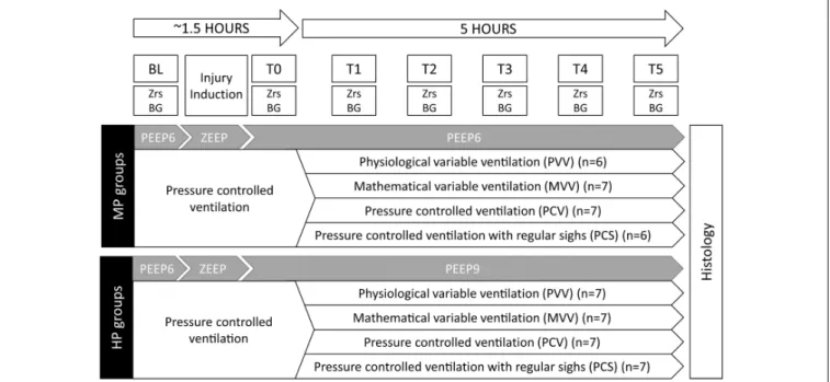 FIGURE 1 | Overview of the experimental protocol. BL, baseline; T0, measurement point following lung injury but preceding the application of various ventilation modes; T1–T5, measurement points at the end of each 5 h of ventilation with an experimental pat