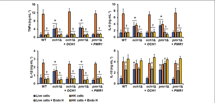 FIGURE 6 | Cytokine production by human PBMCs stimulated with Candida tropicalis och11 and pmr11 null mutants