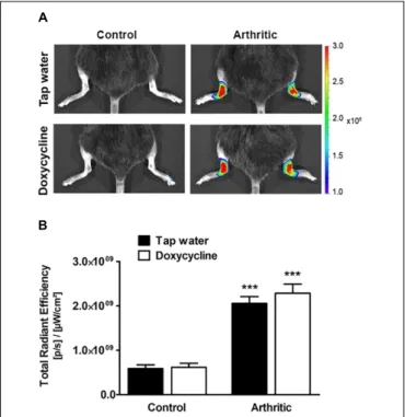 FIGURE 2 | Doxycycline does not inhibit arthritis-induced in vivo MMP activity in the ankle joints