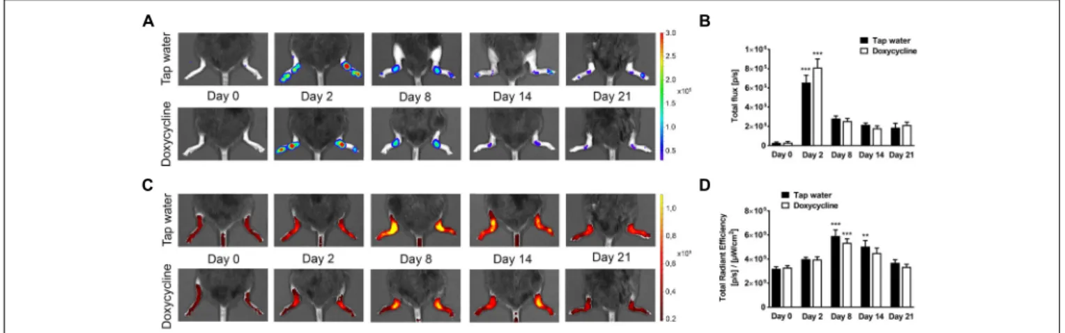 FIGURE 5 | Doxycycline does not alter arthritis-induced neutrophil MPO activity and plasma extravasation