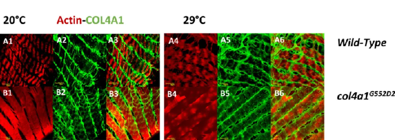 Figure 4. Loss  of sarcomere  structure in visceral muscle fibers. Regular sarcomere structure  in the  wild-type control at both temperatures (A1, A4) and loss of sarcomeres in the mutant that deposits  actin in an irregular fashion (B1, B4)