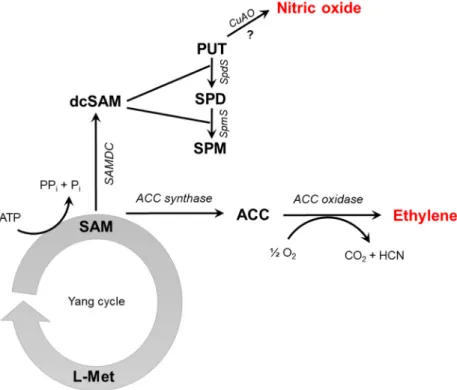 Figure 1. Schematic overview of ethylene synthesis intermediates (S-adenosyl-methionine, SAM; 1- 1-aminocyclopropane-1-carboxylic acid, ACC) and enzymes (ACC synthase, ACC oxidase)
