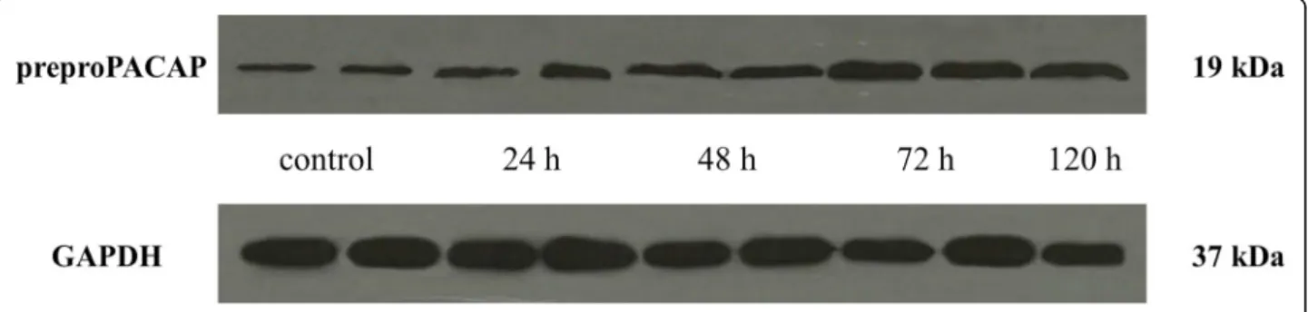 Fig. 2 Western blot of preproPACAP and GAPDH expression in the TNC