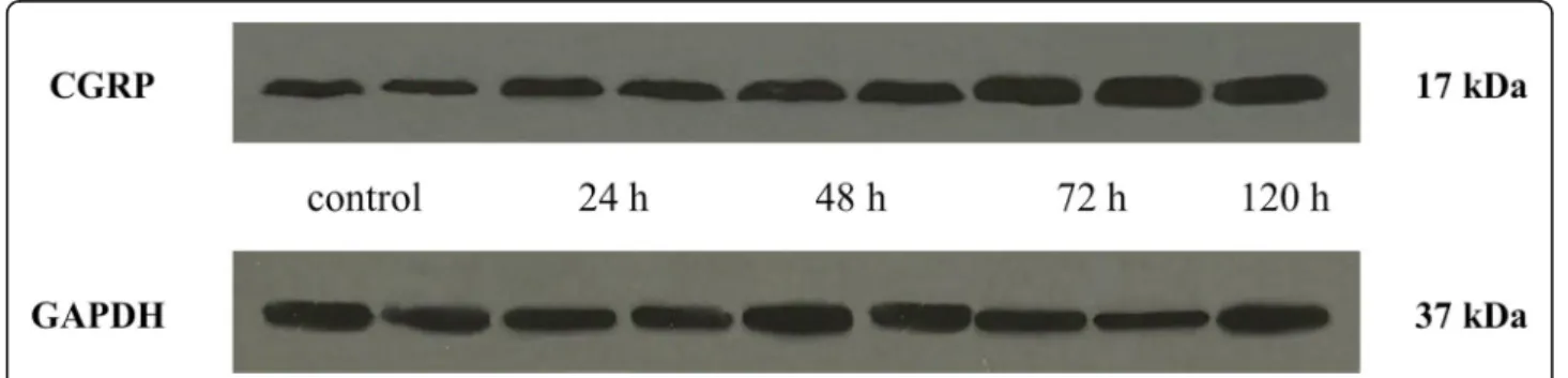 Fig. 4 Western blot of CGRP and GAPDH expression in the TNC