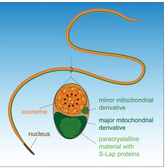 Fig 6. Schematic structure of the Drosophila melanogaster sperm.