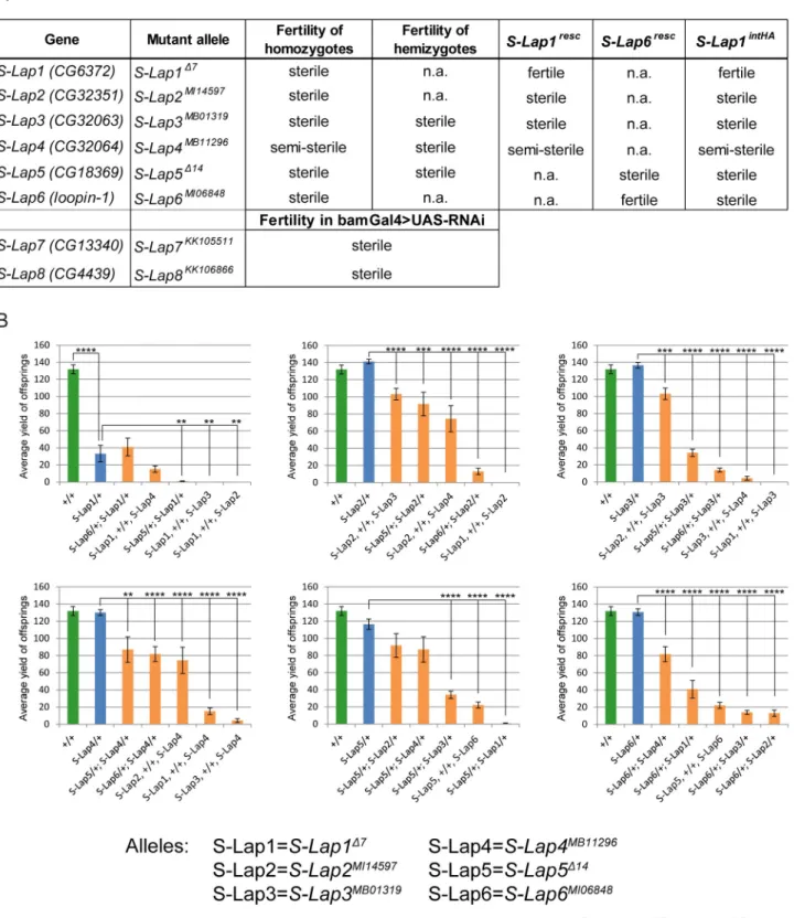 Fig 2. Phenotypes of the mutant alleles of S-Lap genes. (A) Phenotypes of classical mutants (S-Lap1 Δ7 , S-Lap2 MI14597 , S-Lap3 MB01319 , S-Lap4 MB11296 , S-Lap5 Δ14 , S-Lap6 MI06848 ) and RNAi lines (S-Lap7 KK105511 , S-Lap8 KK106866 ) driven by bam-Gal4
