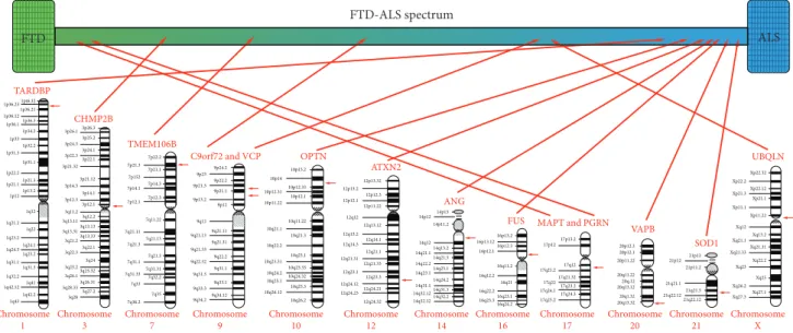 Figure 1: In ﬂ uence of di ﬀ erent genes on FTD/ALS clinical spectrum.