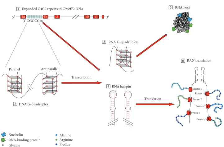 Figure 2: Potential mechanisms of C9orf72 hexanucleotide repeat expansion (HRE)-mediated neurodegeneration