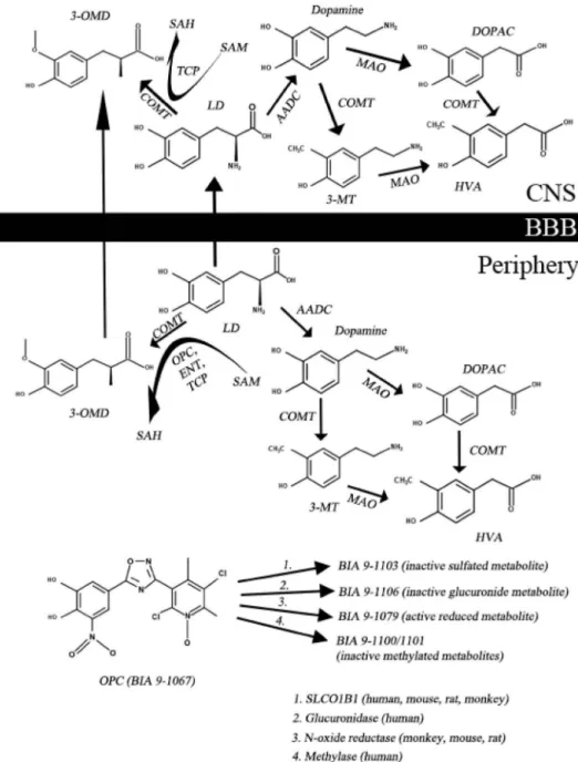 Figure 1. The main steps of levodopa metabolism and important therapeutic targets and drugs