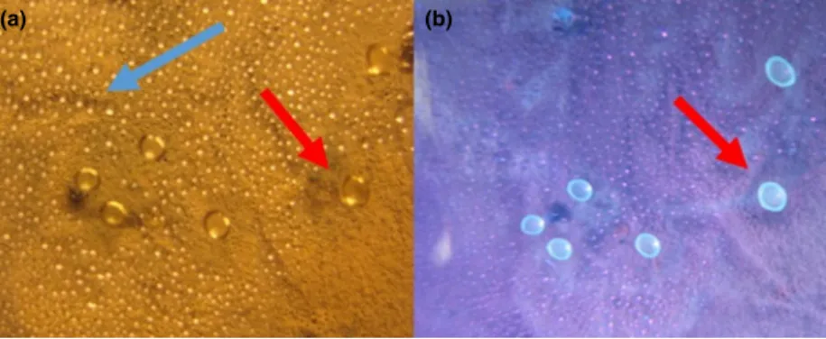 Figure 2 Photographs of condensates on the lid of a Petri dish containing a 4-week-old culture of Penicillium expansum RcP61 inspected under visible light (a) and UV-light (b)