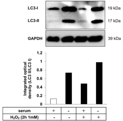 Figure 3. Autophagy induction as a result of serum deprivation and H 2 O 2  co-treatment in hESC-RPE  cells