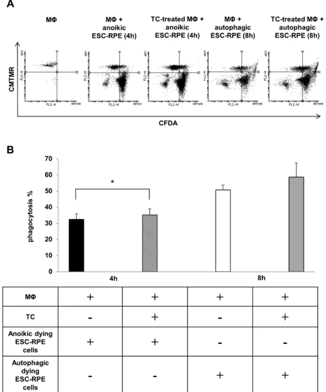 Figure 4. The clearance of anoikic and autophagy-associated dying hESC-RPE cells by macrophages.