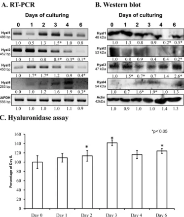 Figure 1. mRNA (A) and protein (B) expression of hyaluronidases in chondrifying micromass  cultures