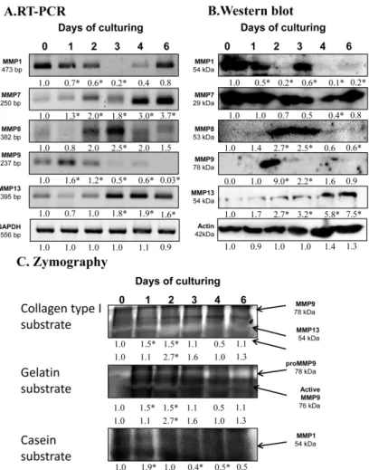 Figure 2. mRNA (A) and protein (B) expression of matrix metalloproteinases in chondrifying  micromass cultures