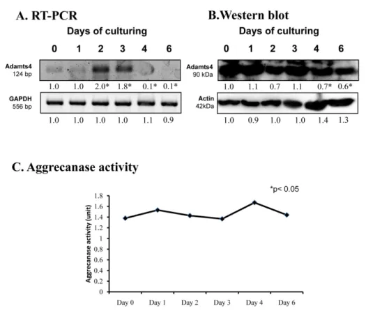 Figure 3.mRNA (A) and protein (B) expression of ADAMTS4 in chondrifying micromass cultures