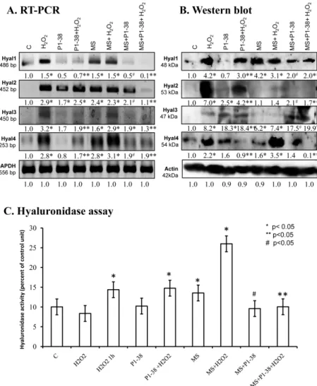 Figure 5. Effects of PACAP and/or oxidative stress and/or mechanical stress (MS) on mRNA (A) and  protein (B) expression of hyaluronidases in chondrifying micromass cultures