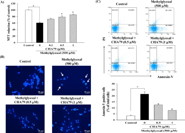 Figure 2. Effects of CHA79 on cell viability (A), nuclear condensation (B), and Annexin V-positive cell  numbers (C) in MG-treated SH-SY5Y dopaminergic neurons