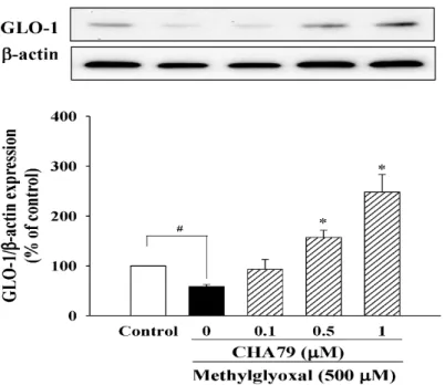 Figure 7. CHA79 up-regulated expression of GLO-1 in MG-treated SH-SY5Y dopaminergic neurons