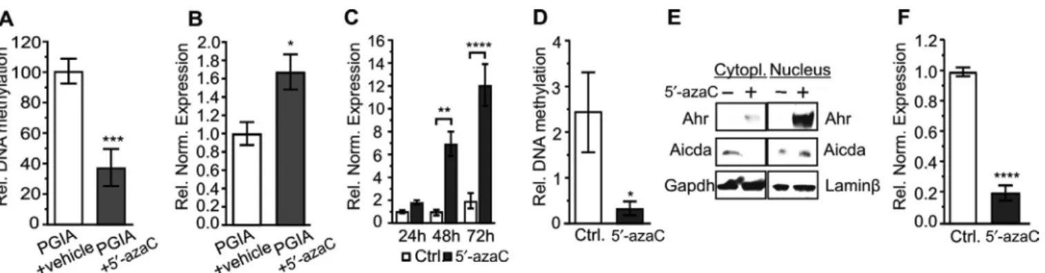 Figure 5.  Demethylation induced by 5 ′ - azaC  provokes  Ahr expression in vivo and in vitro