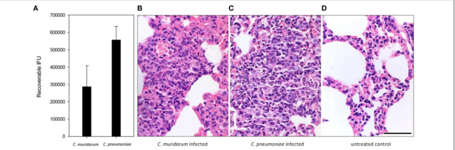 FIGURE 1 | Chlamydia infection and Chlamydia-induced histopathology in BALB/c mouse lung tissues