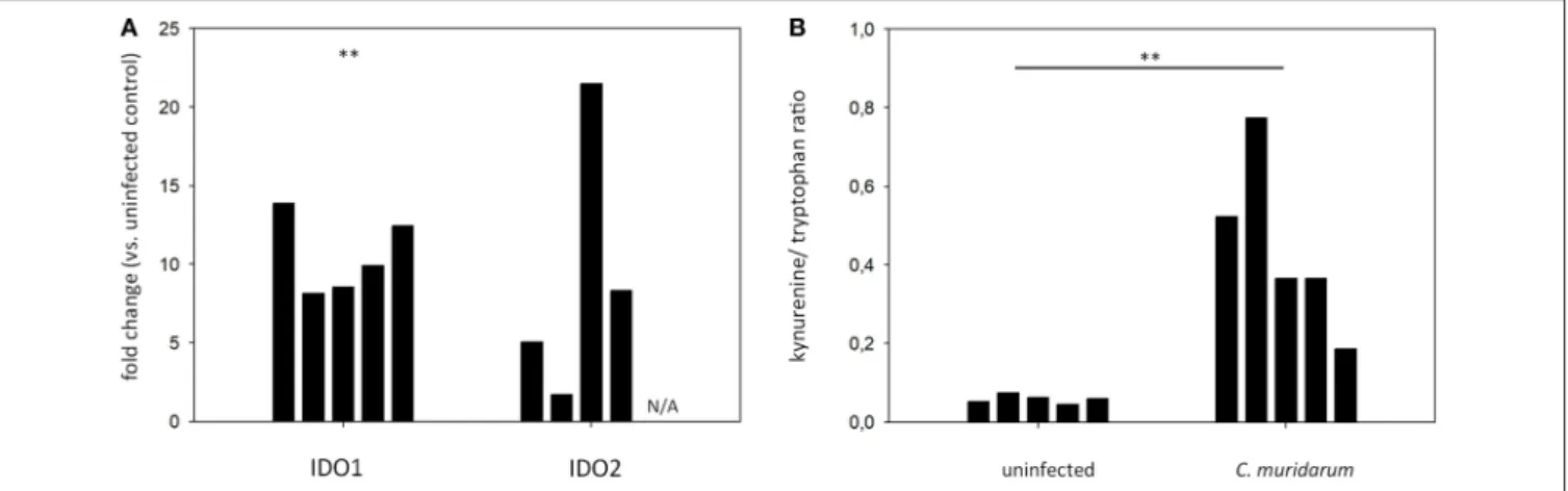 FIGURE 6 | qPCR measurement of IDO1 and IDO2 gene expressions in the C. muridarum infected C57BL/6 lung tissues (A)