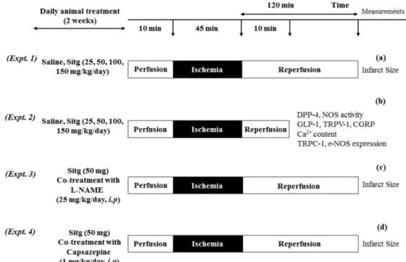 Figure 12. Diagram illustrating 4 different I/R experimental protocols. (a) Heart tissues subjected to 45 min ischemia and 120 min of reperfusion, after 2 weeks of oral animal treatment with Saline and different doses of Sitagliptin, for infarct size measu