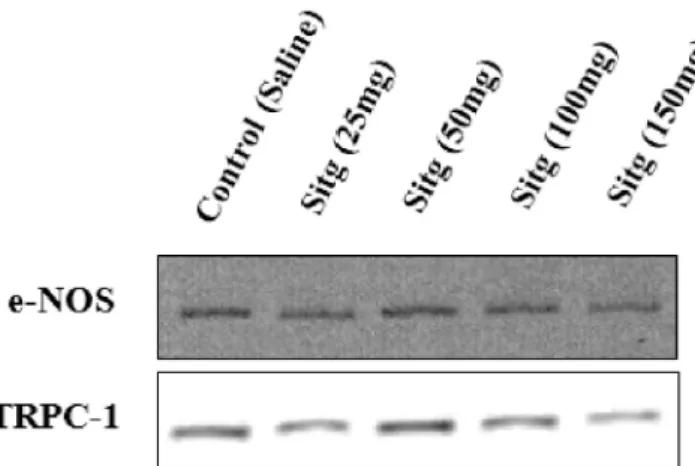 Figure 15. Expression of e-NOS and TRPC-1 proteins in ischemic heart tissues treated with different doses of sitagliptin (Sitg (25, 50, 100, &amp; 150 mg)), compared to the control (Saline) group