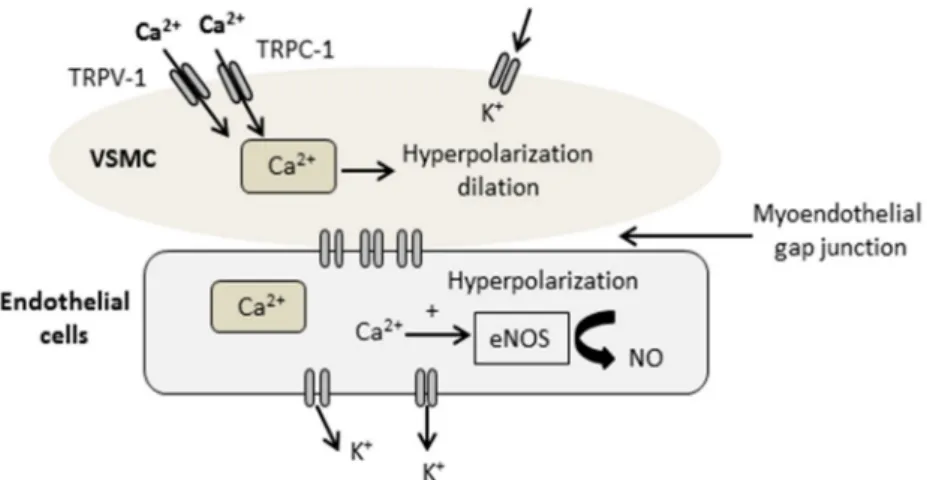 Figure 1. Schematic diagram showing the activation of the non-selective cation channels, transient receptor potential canonical (TRPC-1), increasing calcium (Ca 2+ ) influx into the vascular smooth muscle cells (VSMC) and endothelial cells