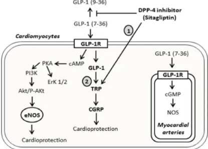 Figure 11. Schematic diagram showing the signaling pathways activated by the DPP-4 inhibitor sitagliptin, directly or upon binding to GLP-1 receptors