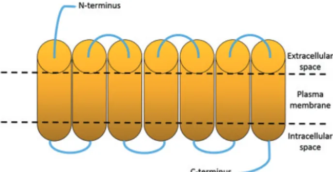 Figure 5: Signalling pathways of melanin-concentrating hormone receptor 1 (MCHR1) (left panel) and MCHR2 (right panel)