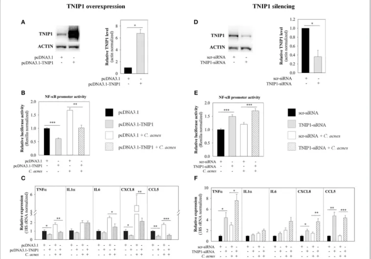 FIGURE 2 | Effects of TNIP1 levels on the downstream targets of the TLR signaling pathway