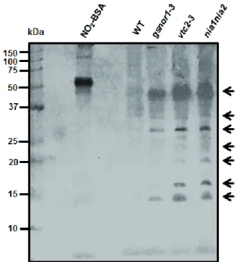 Figure 3. Representative immunoblot showing protein tyrosine  nitration in 14-days-old WT and mutant Arabidopsis plants under  control conditions