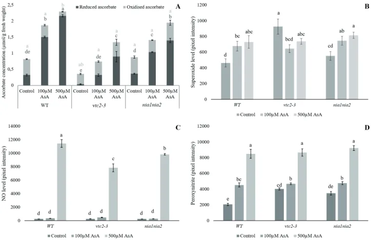 Figure 4. AsA (A), NO (B) O 2 ˙ -  (C) and ONOO -  (D) levels in 14 days-old WT and mutant Arabidopsis lines after two weeks of exogenous AsA treat- treat-ment